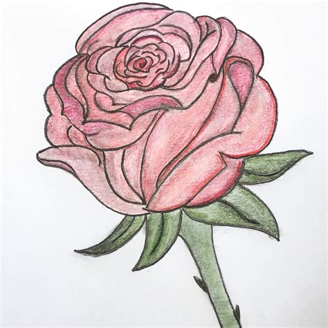 dessiner une rose